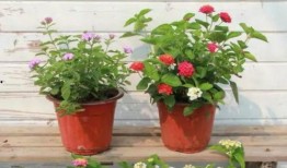 小梅母女最新爆料新闻视频,揭秘事件背后惊人真相